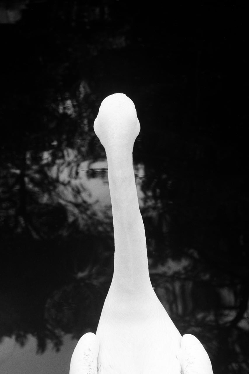 Pelican, by Julian Mullan