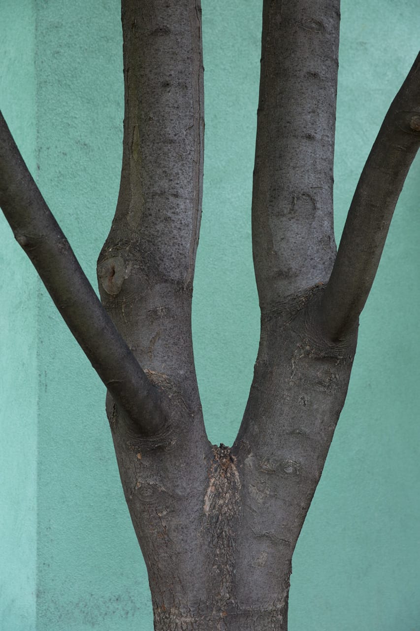 Baum #2, by Julian Mullan