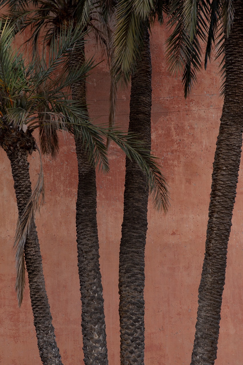 Julian Mullan, Morocco, Palm Trees (2902)